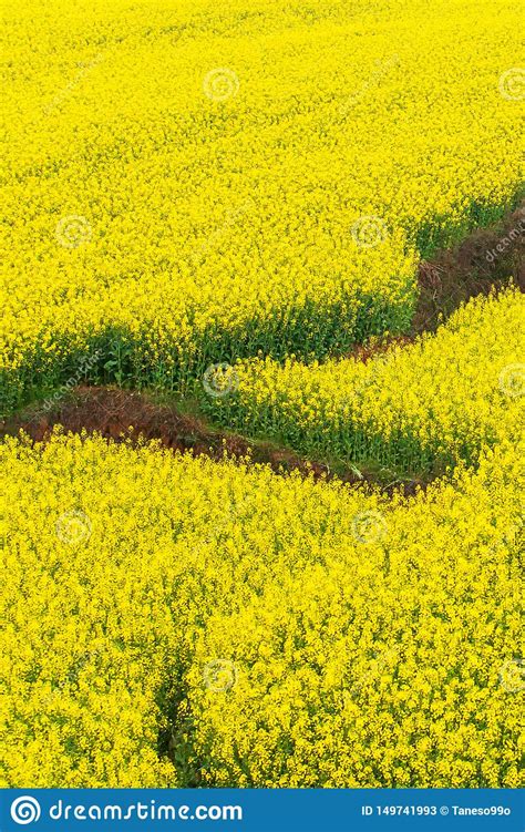 Aerial View Of Mustard Terraces Fields On Springtime Colorful Flowers
