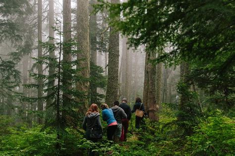 Wild Edible Plants Rainforest Walking Tour With Lunch 2024 Vancouver