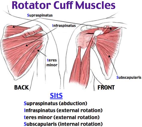 Rotator Cuff Impingement And Tear Supraspinatus Abduction