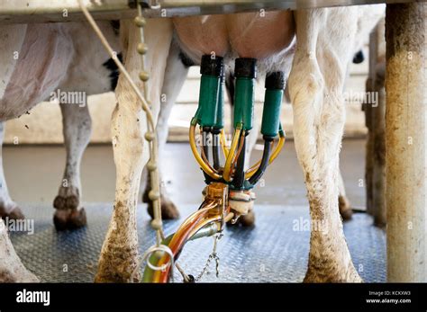Milking Cows At Automated Milking Parlor Stock Photo Alamy