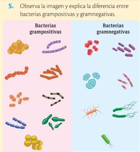Bacterias Gram Positivas Y Bacterias Gram Negativas Brainlylat