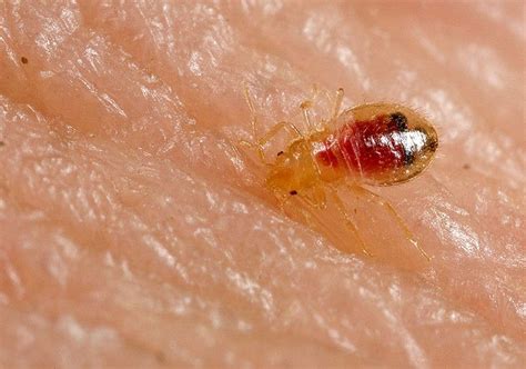 Bed Bugs Avoid Colours Like Green And Yellow But Love Red And Black