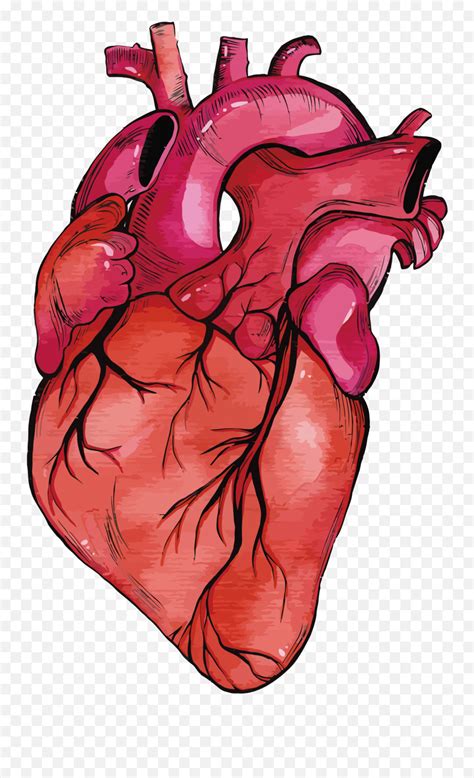 Corazon Humano Png Transparente Heart Muscle Png Transparent Png My