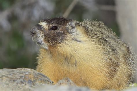 Yellow Bellied Marmot Rock Chuck Facts Habitat Diet Pictures