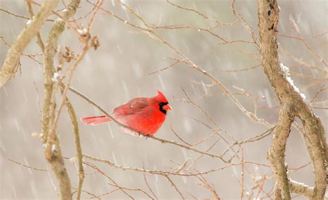 Snowy Cardinal Photograph By Edie Ann Mendenhall Pixels