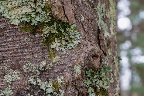 Green Lichen And Moss Layered On A Tree In The Forest Stock Image