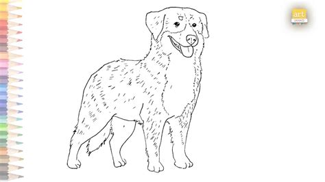 Bernese Mountain Dog Drawing Easy How To Draw A Dog Step By Step
