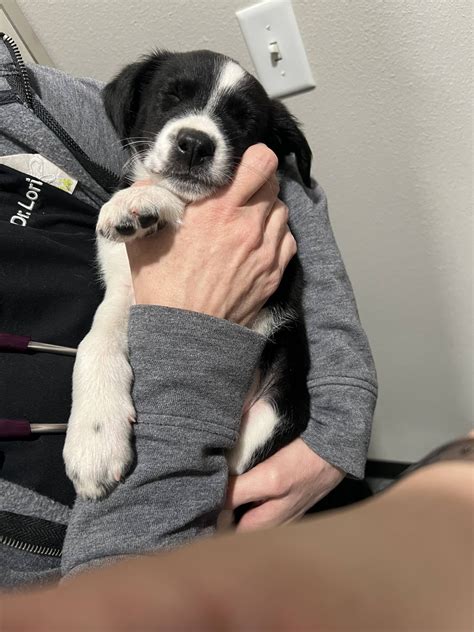 Good Shepherd Animal Clinic