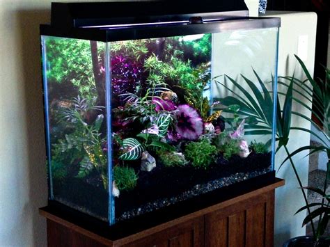 Turned My 50 Gal Aquarium Into A Terrarium Diy Fish Tank Fish Tank