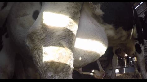 Dairy Cows Udders Unnaturally Enlarged And Infected Youtube