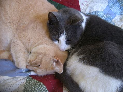 Free Images Cute Fur Kitten Peaceful Feline Nap Pets Nose