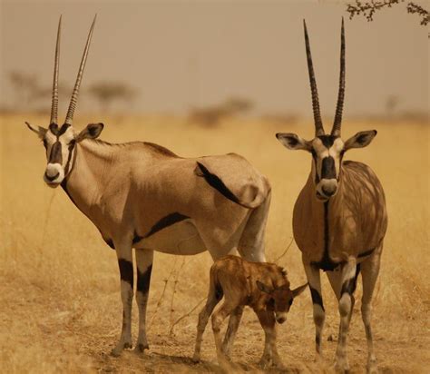 Ethiopia Holds Special Mammals Like Beisa Oryx Africa Tour Falconry