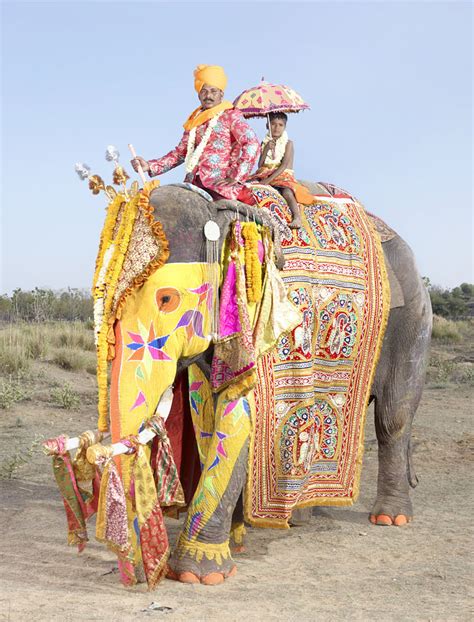 Top 20 Elephants Decorated In Thousand Colors For The Jaipur Elephant