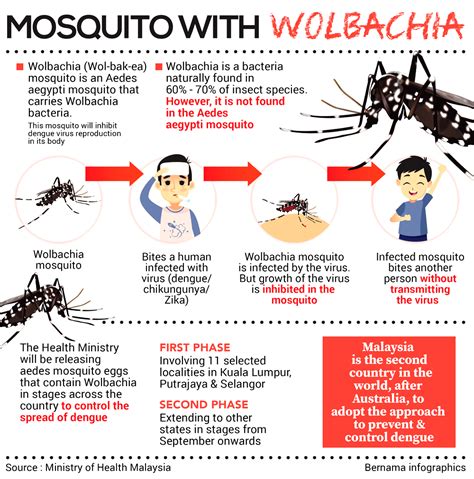 Health Ministry To Release Aedes Mosquito With Wolbachia To Combat