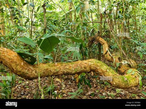 Lianas Amazon Hi Res Stock Photography And Images Alamy