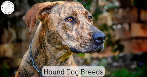 Hound Dog Breeds Discover Sight Hounds And Scent Hounds