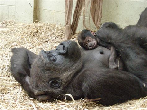 Gorilla Born At The London Zoo