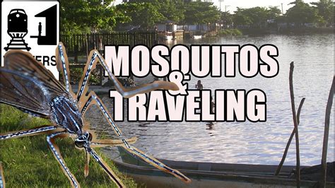 7 Ways To Prevent Mosquito Bites While Traveling Wolters World