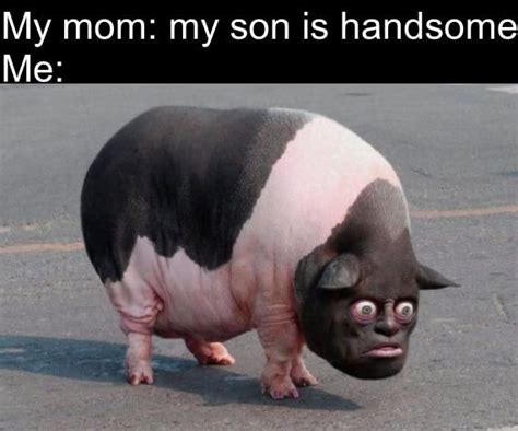 This Pig Thing Funny Relatable Memes Epic Fails Funny Stupid Funny