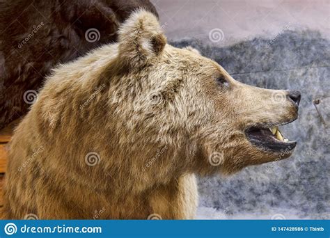 Profile Of A Grizzly Bear Stock Photo Image Of Preserved