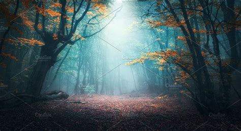 Mystical Forest In Fog In Autumn Containing Forest Tree And Autumn