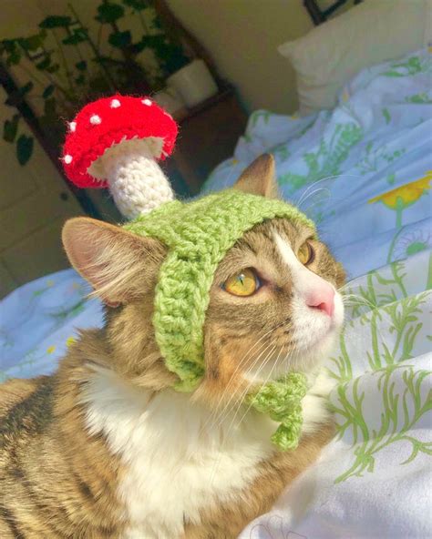 Crochet Cat Mushroom Hat In 2021 Pretty Cats Cute Little Animals