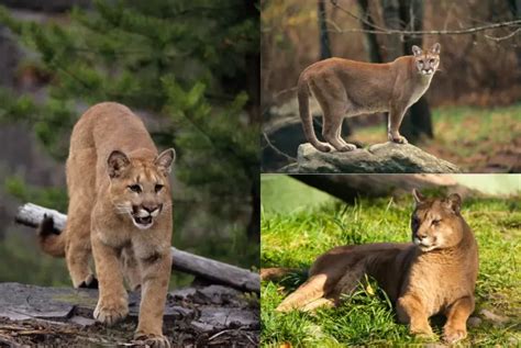 Interesting Facts About Cougars The Fourth Largest Cat In The World