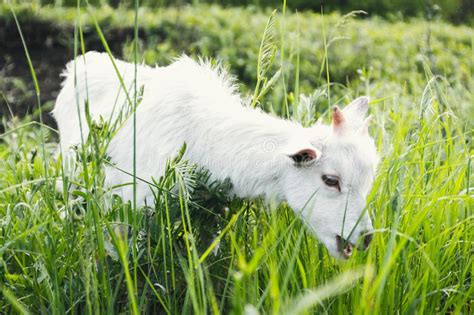 Little White Goat Goat On Meadow Near The Farm On A Summer Day Stock