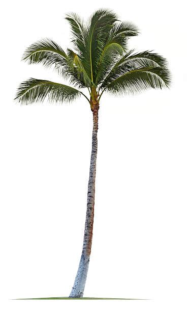 Royalty Free Palm Tree Pictures Images And Stock Photos Istock