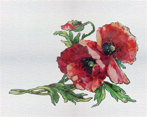 Poppy Flowers Watercolor Painting Free Stock Photo Public Domain Pictures