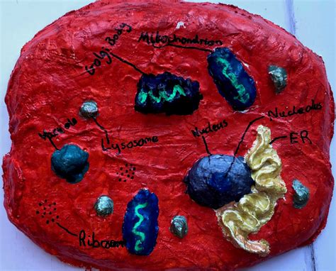 Top 173 Animal Cell Structure Project