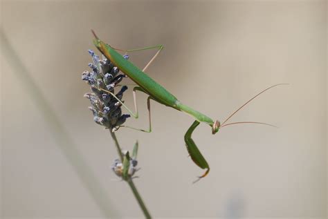 Mantis Religiosa La Mante Religieuse Mantis Religiosa Le Pot