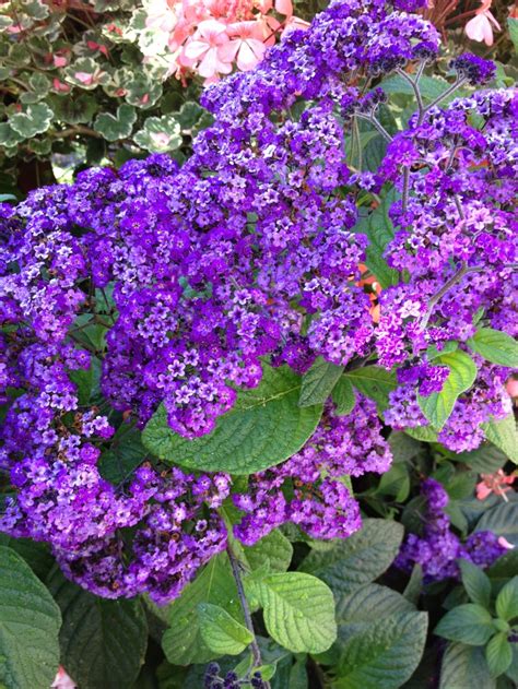 Maybe you would like to learn more about one of these? Heliotrope, now this loves the weather in the Pacific ...