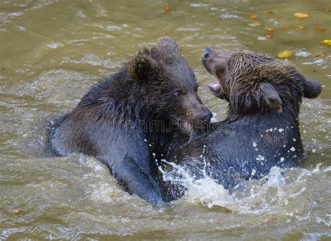 Two Brown Bear Cubs Play Fighting Stock Image Image Of Brown Moments