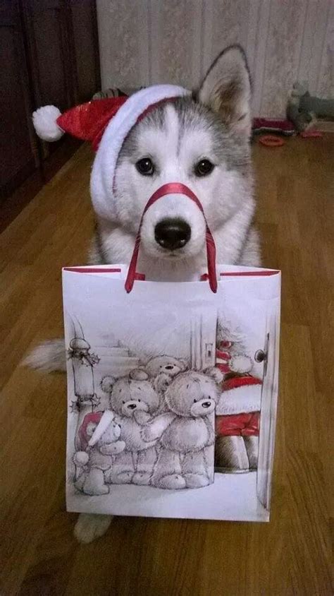 Merry Merry Christmas From Husky Feature Cute Dogs Christmas Dog