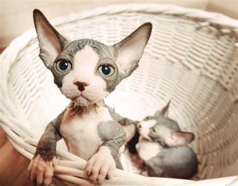 Sphynx Hairless Cat The Essential Guide Pets4you