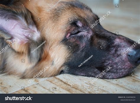 Dog Face Infect Skin Dermatitis Disease Stock Photo 2169769259