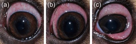 Representative Clinical Pictures Of Mild Conjunctivitis A Moderate