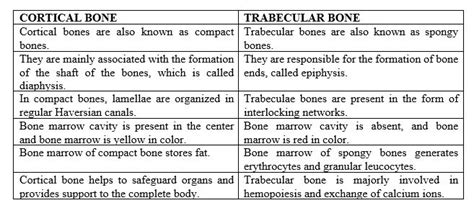 Solved Compare And Contrast The Structures Of Cortical Bone And