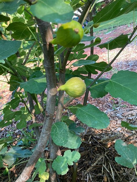 Brown Turkey Fig Tree Usa Shipping Hardy Live Plant Potted Etsy