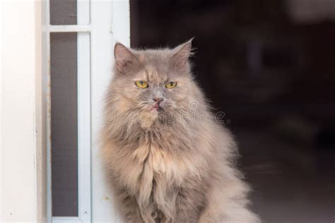 Old Persian Cat Stock Photo Image Of Gray Kitty Persian 70084146