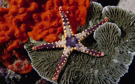 Beautiful Starfish Wallpapers And Images Wallpapers Pictures Photos