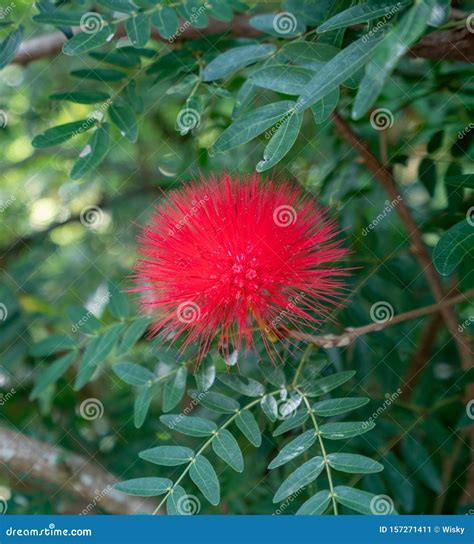Red Mimosa Pudica In Tropical Garden Thailand Stock Image Image Of
