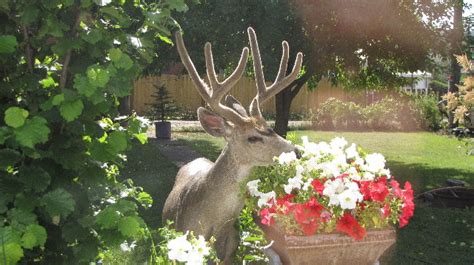 Deer consider many plants common to gardens as some of their favorites. City of Cranbrook | City of Cranbrook
