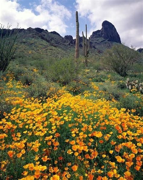 The Sonoran Desert The Perfect End Of Summer Destination Summer