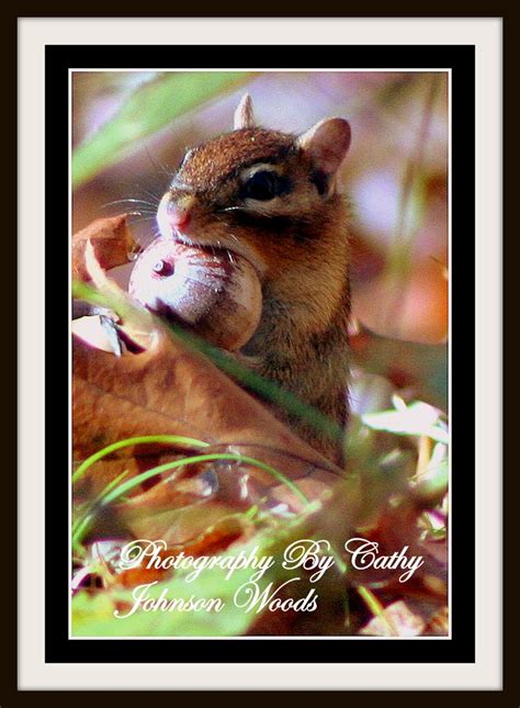 Chipmunk Eating Dinner At Johnson Woods Outside Of Orrvilleohio