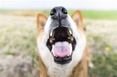 【獣医師監修】犬の「ガマ腫」原因や症状は？対処・治療法、手術費用、予防対策は？｜hotto（ホット）