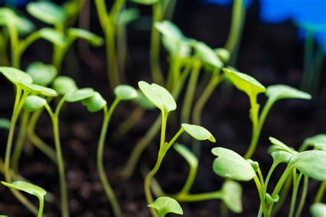 Growing Arugula From Seed Is As Easy As Pie