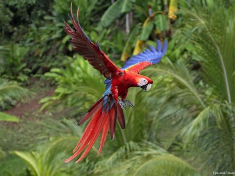 La Fauna De Costa Rica Parte 1 Tips And Travel