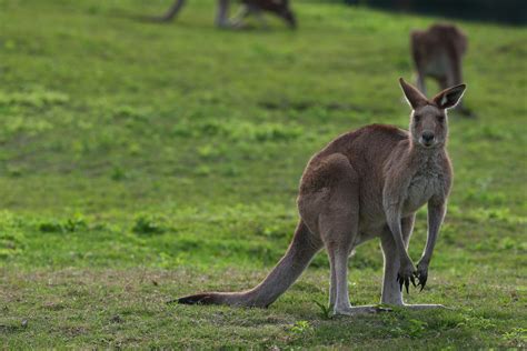 10 Facts About Marsupials